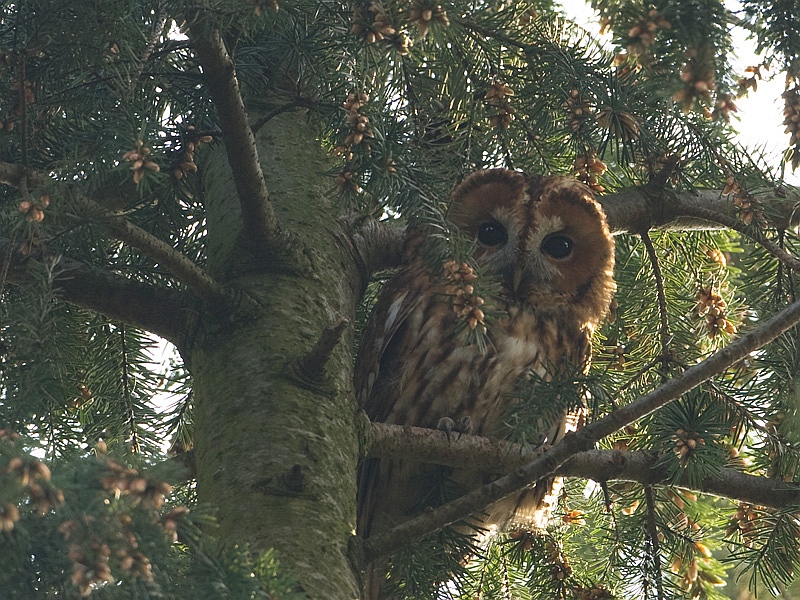 Strix aluco Tawny Owl Bosuil